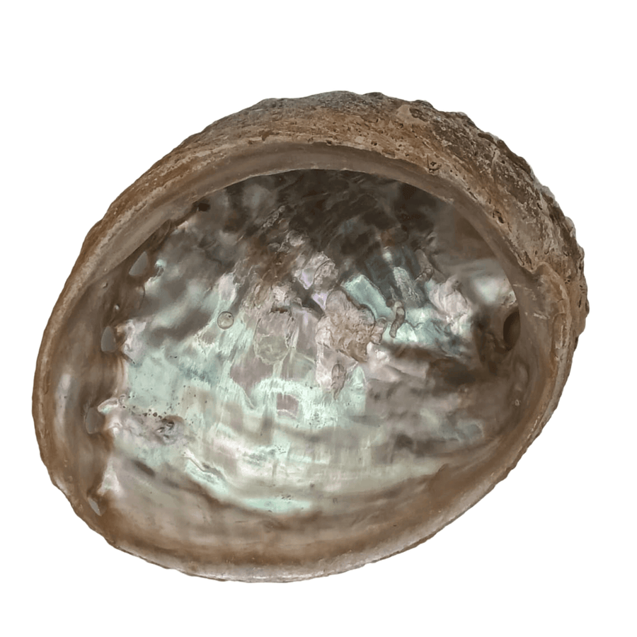 Große Abalone-Muschel zum Räuchern | Mondversand